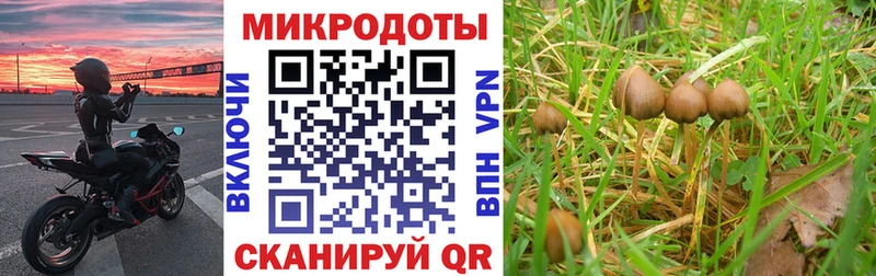 Псилоцибиновые грибы мицелий  Жуков 